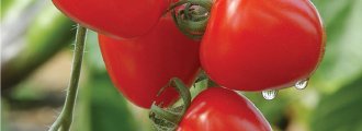 بذر گوجه‌فرنگی توت‌فرنگی F1